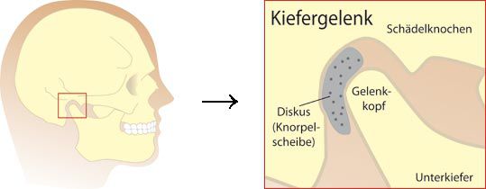 Der Kiefer